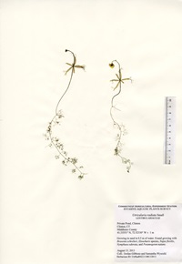 Utricularia radiata, Private pond in Clinton, August 13, 2013