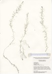 Utricularia species, Lake Hayward in East Haddam, July 24, 2019