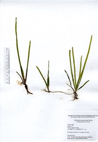 Vallisneria americana, Uncas Lake in Lyme, July 8, 2015