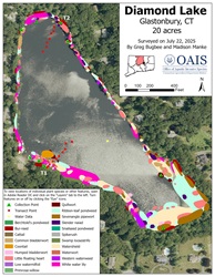 Map of aquatic vegetation documented in Diamond Lake during the 2025 survey.