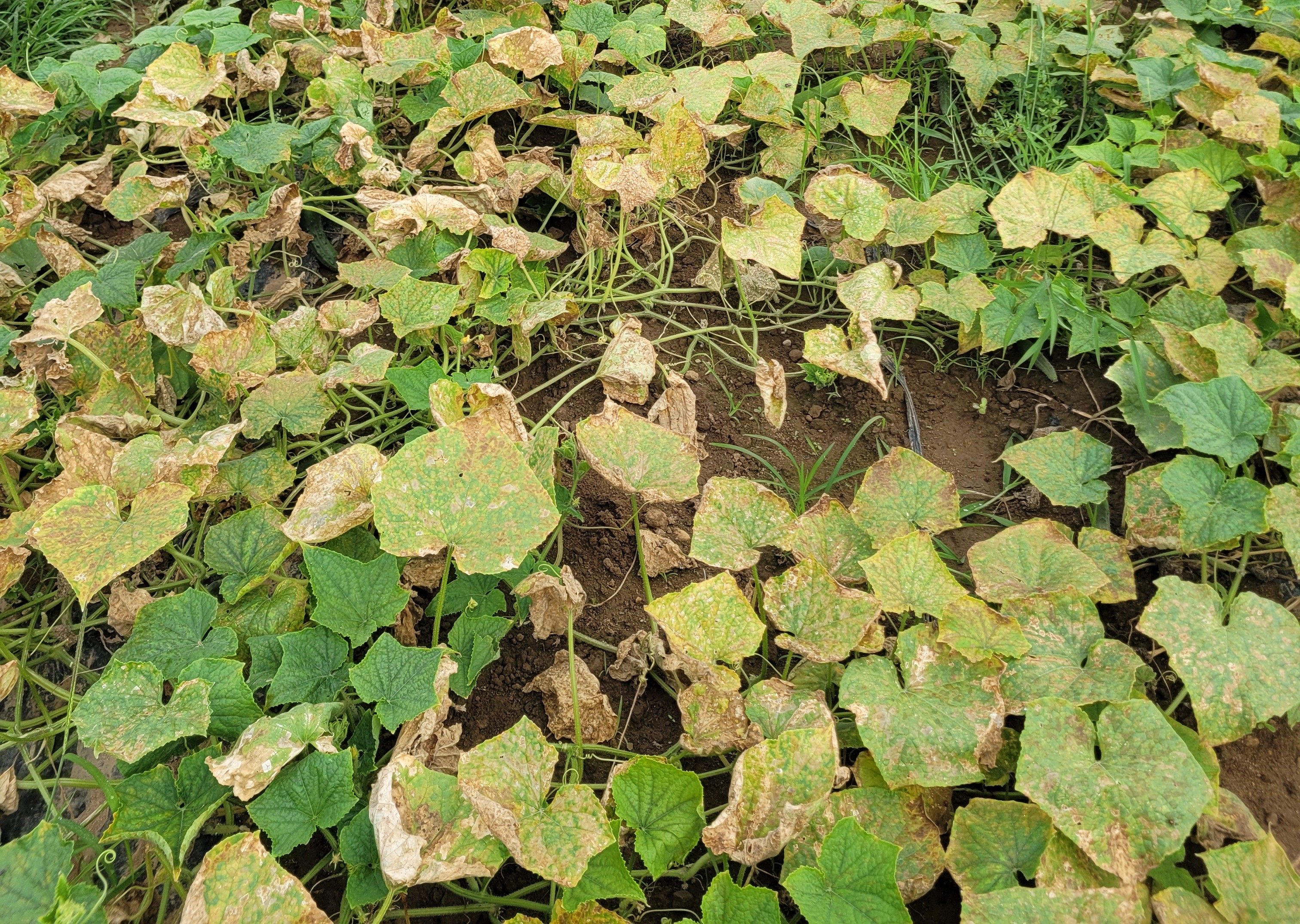 Downy mildew of cucuber with angular brown spots on leaves