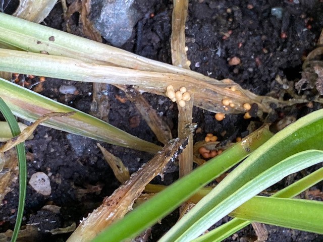 southern blight of hosta with crown rot and light brown sclerotia