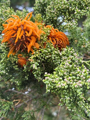 cedar-apple rust on a cedar tree with orange spore oozing from fungal fruiting structures