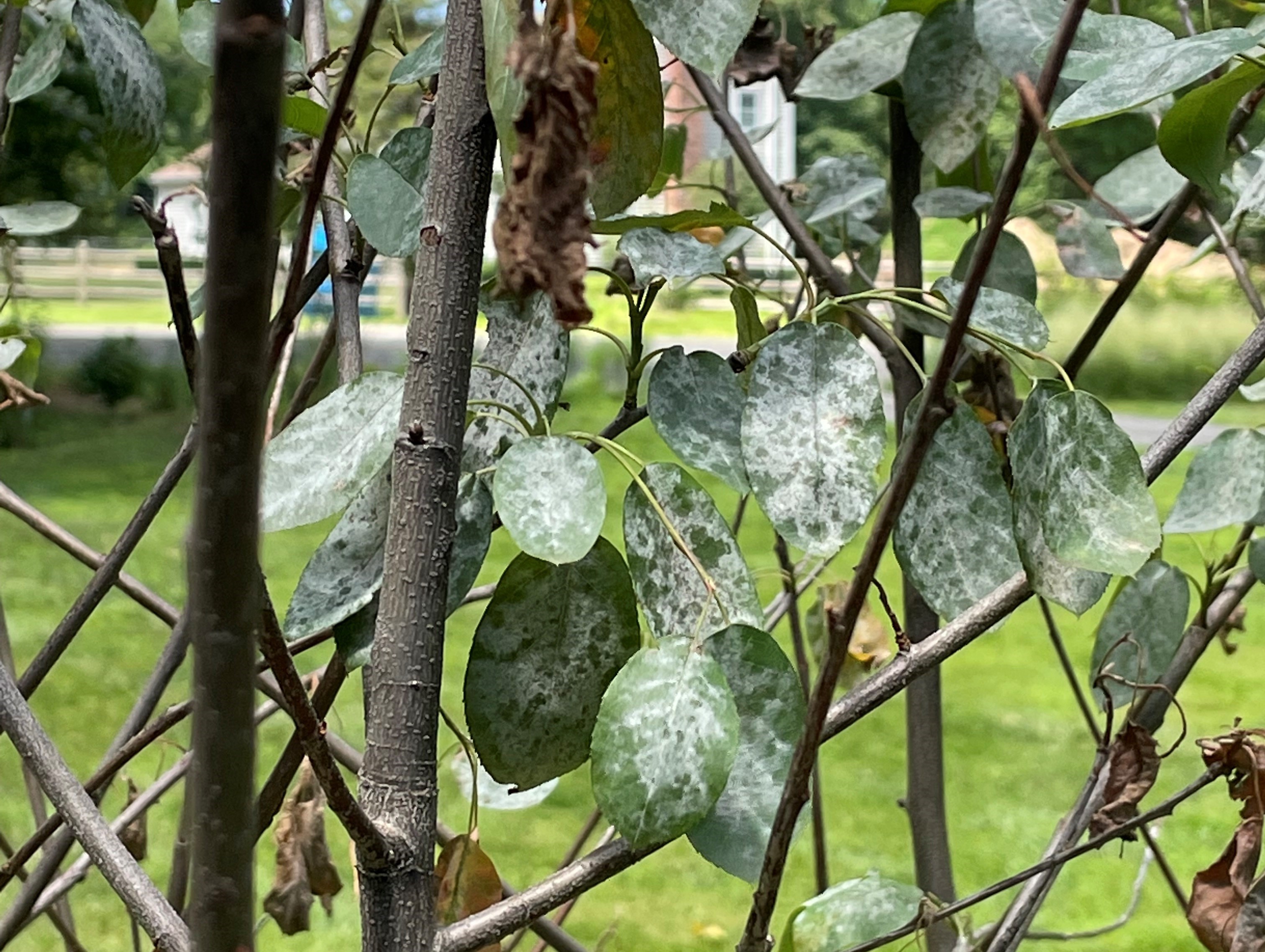 Amelanchier powdery mildew