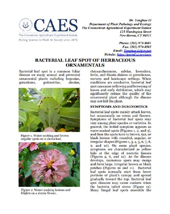 Screem shot of bacterial leaf spot fact sheet