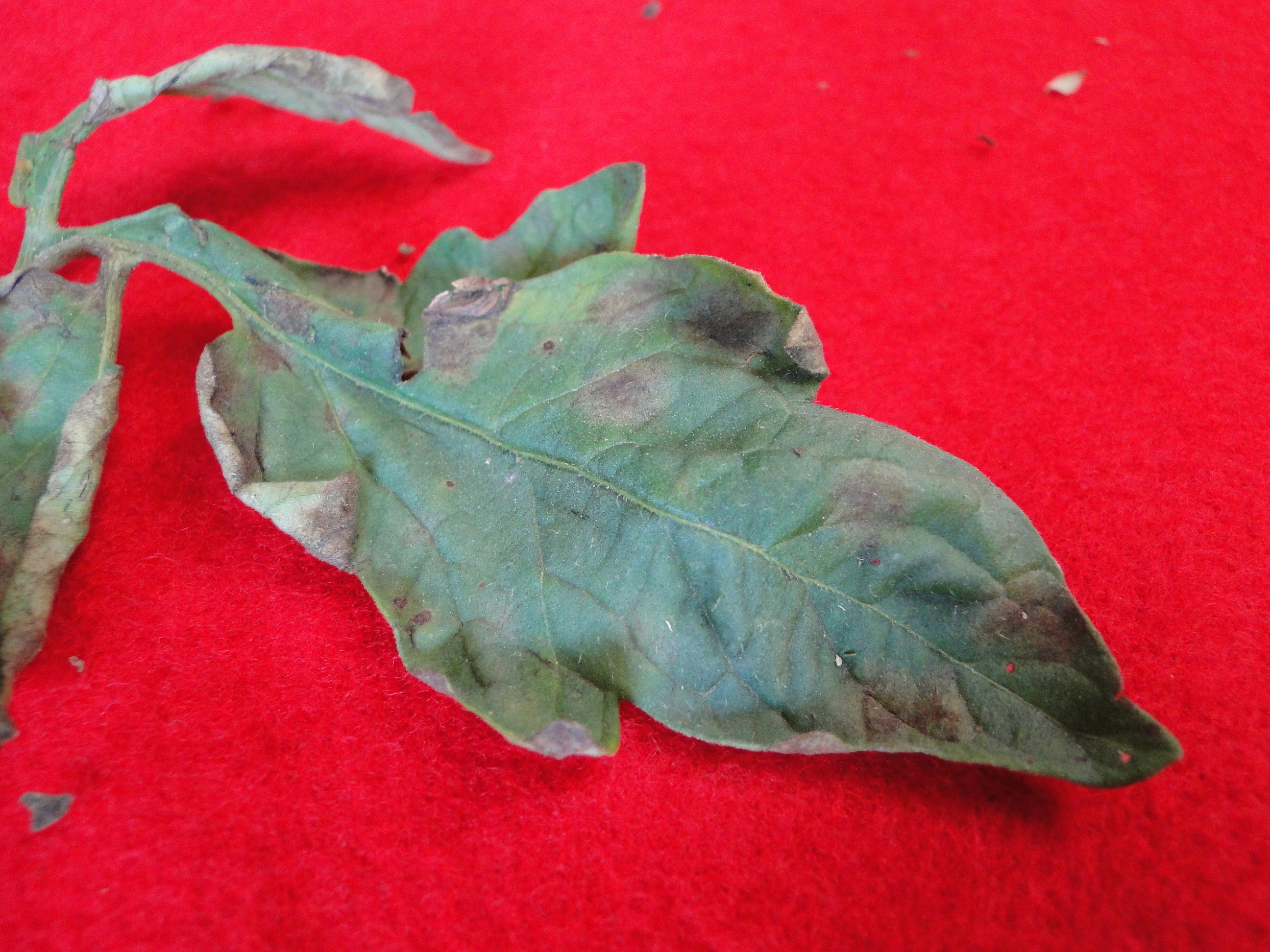 Cercospora leaf spot of tomato with brown lesions on a leaf