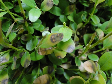 boxwood blight with black lesions on leaves and stems
