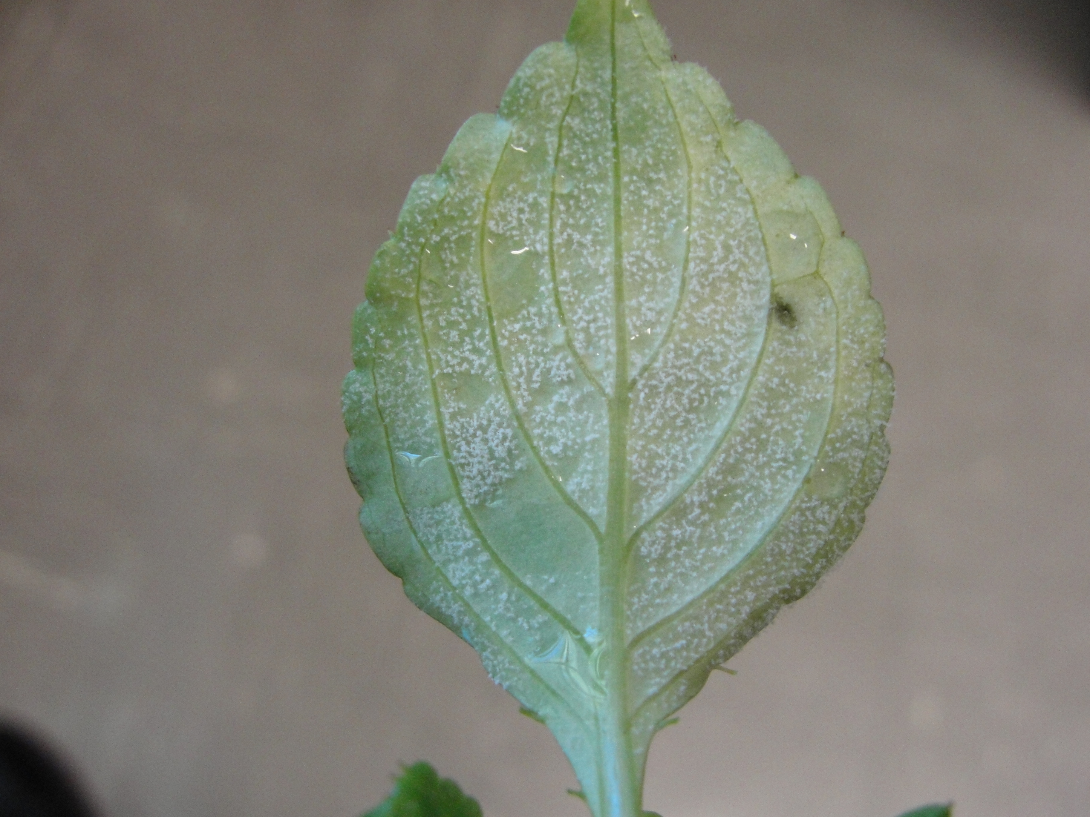 impatiens downy mildew with light white mold on the lower surface of a leaf