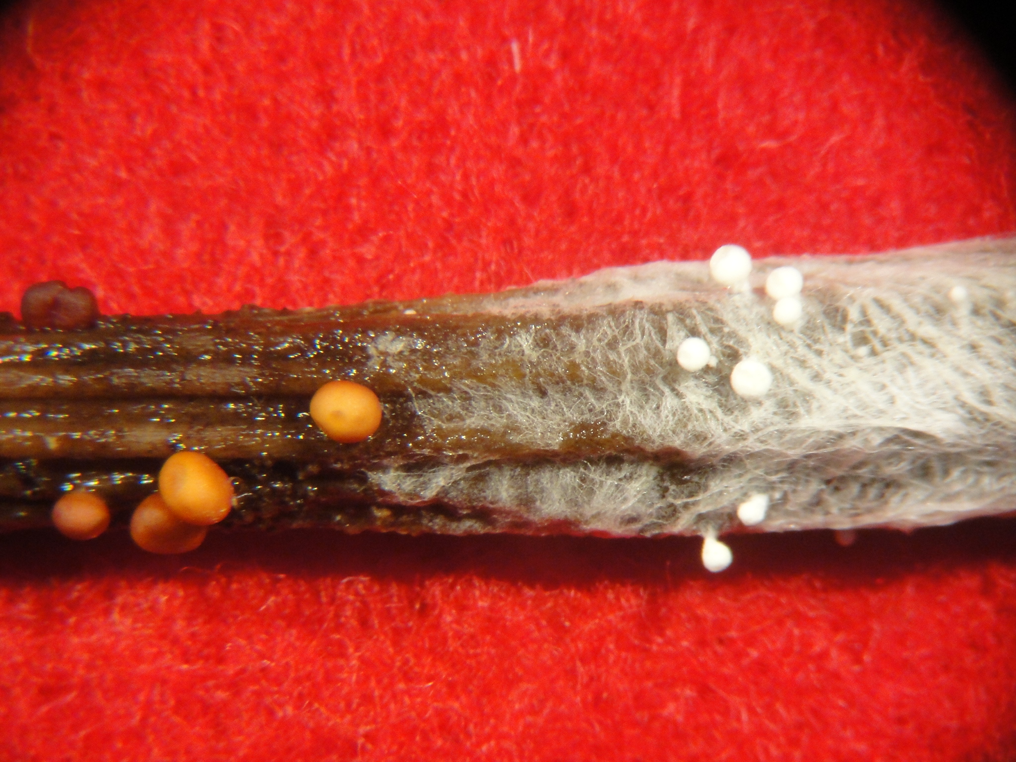 southern blight on a hellebore stem with white and light brown fungal structures called sclerotia