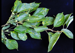 Apple rust