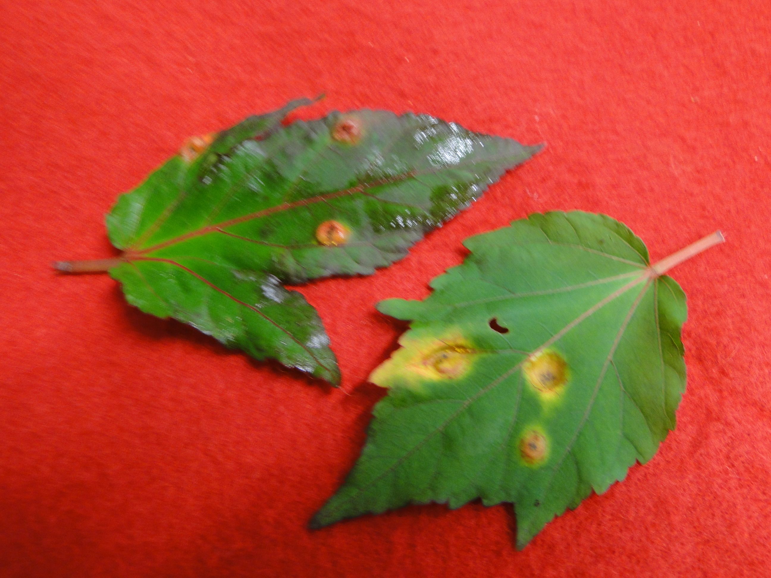 two hibiscus leaves with yellow spots on the upper surface