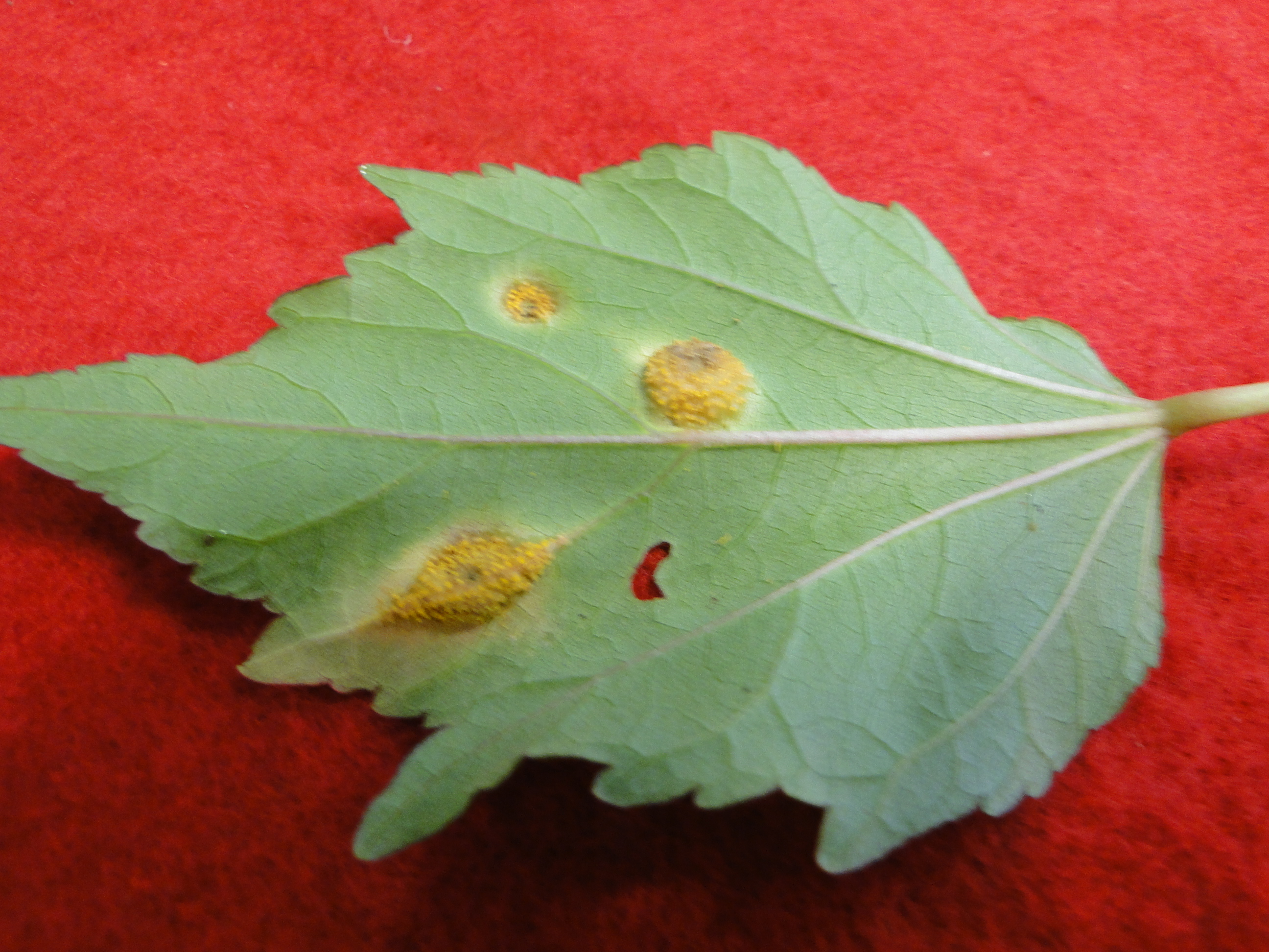 a hibiscus leaf with yellow spots and orange fungal sporulation