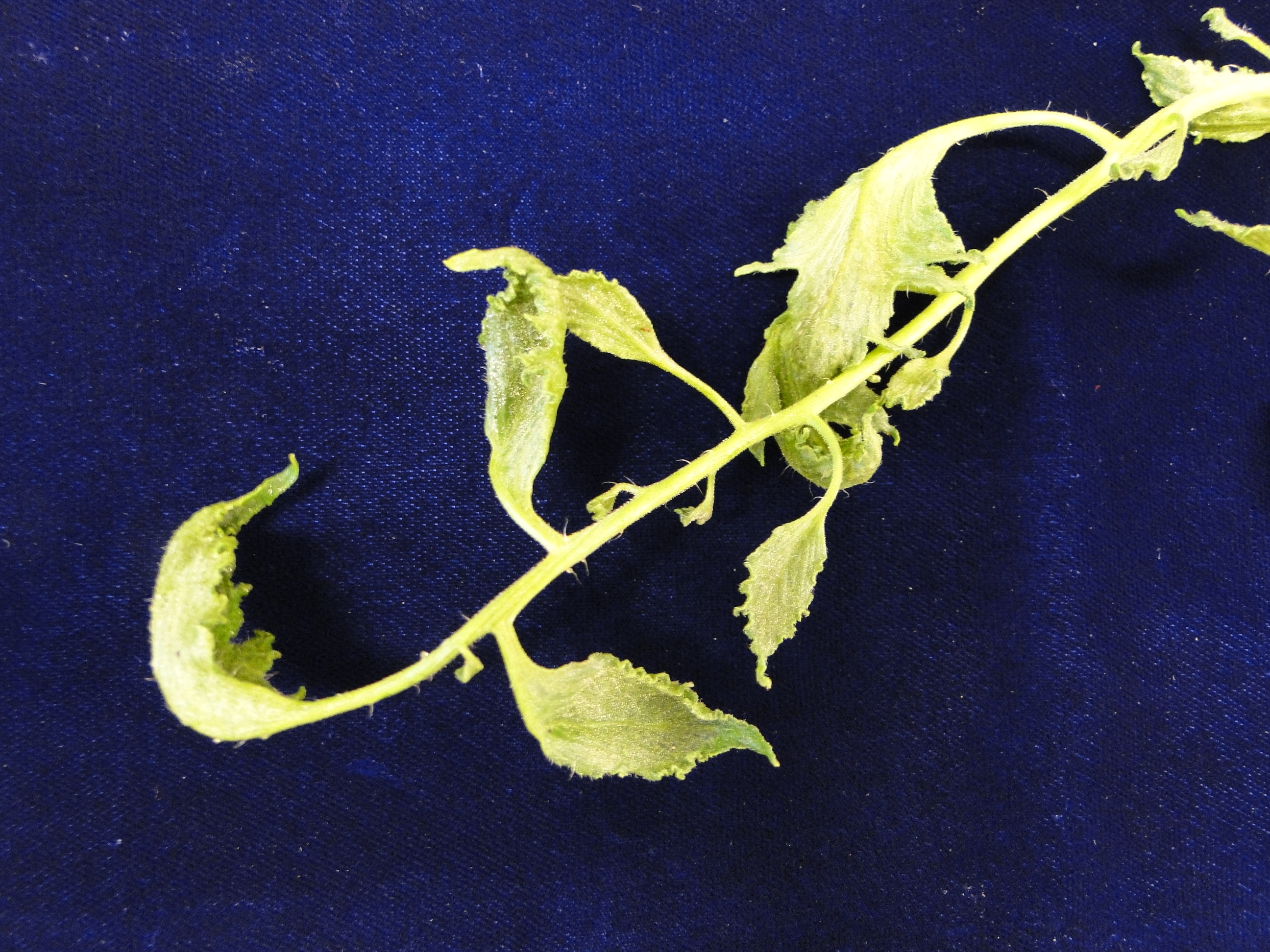 distorion of a tomato leaf caused by herbicide injury