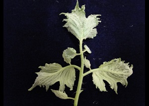 Distortion of a tomatio leaf caused by herbicide injury