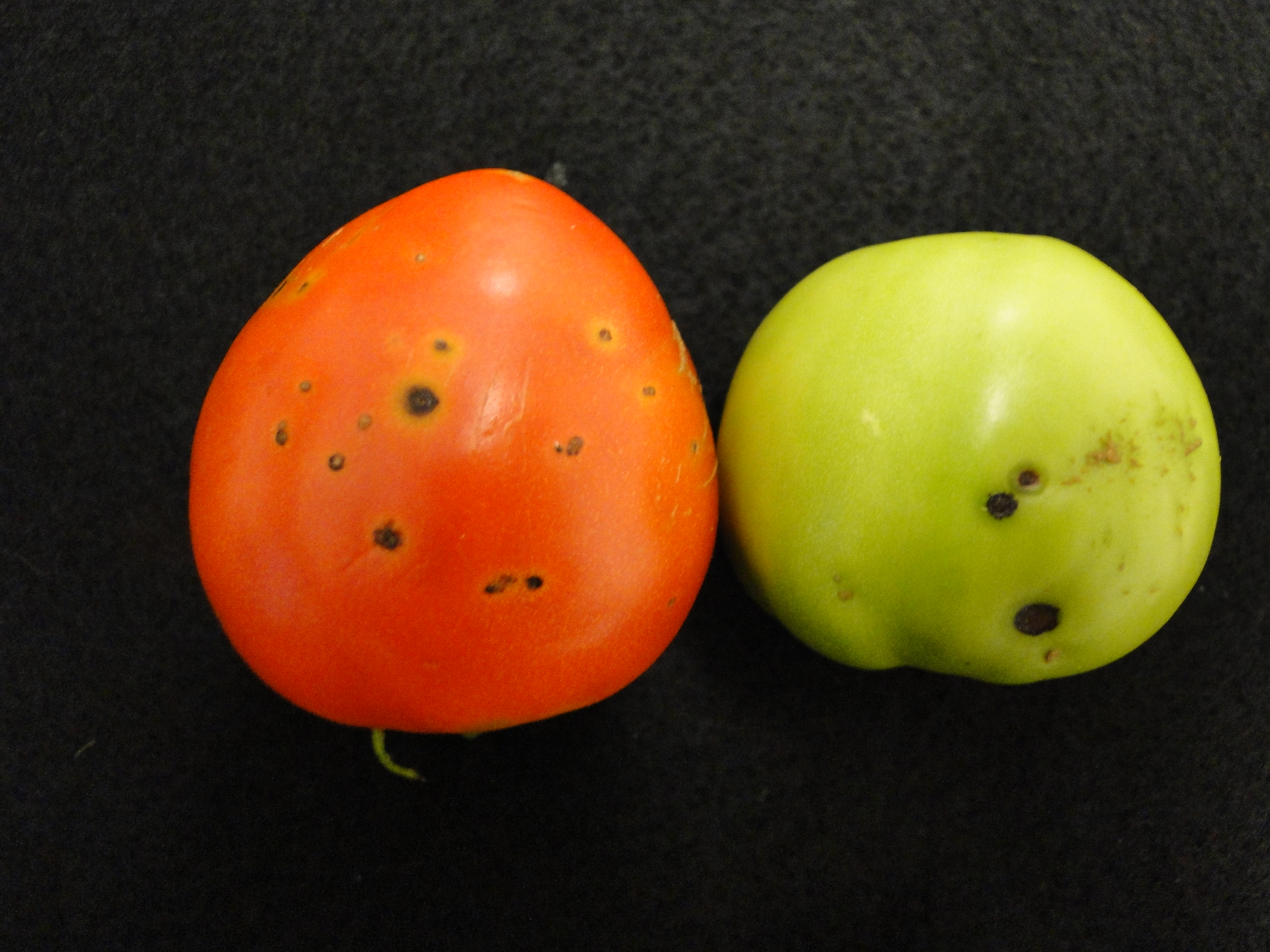 bacterial leaf spot of tomato with black spots on fruits