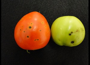 bacterial leaf spot of tomato with black spots on fruits