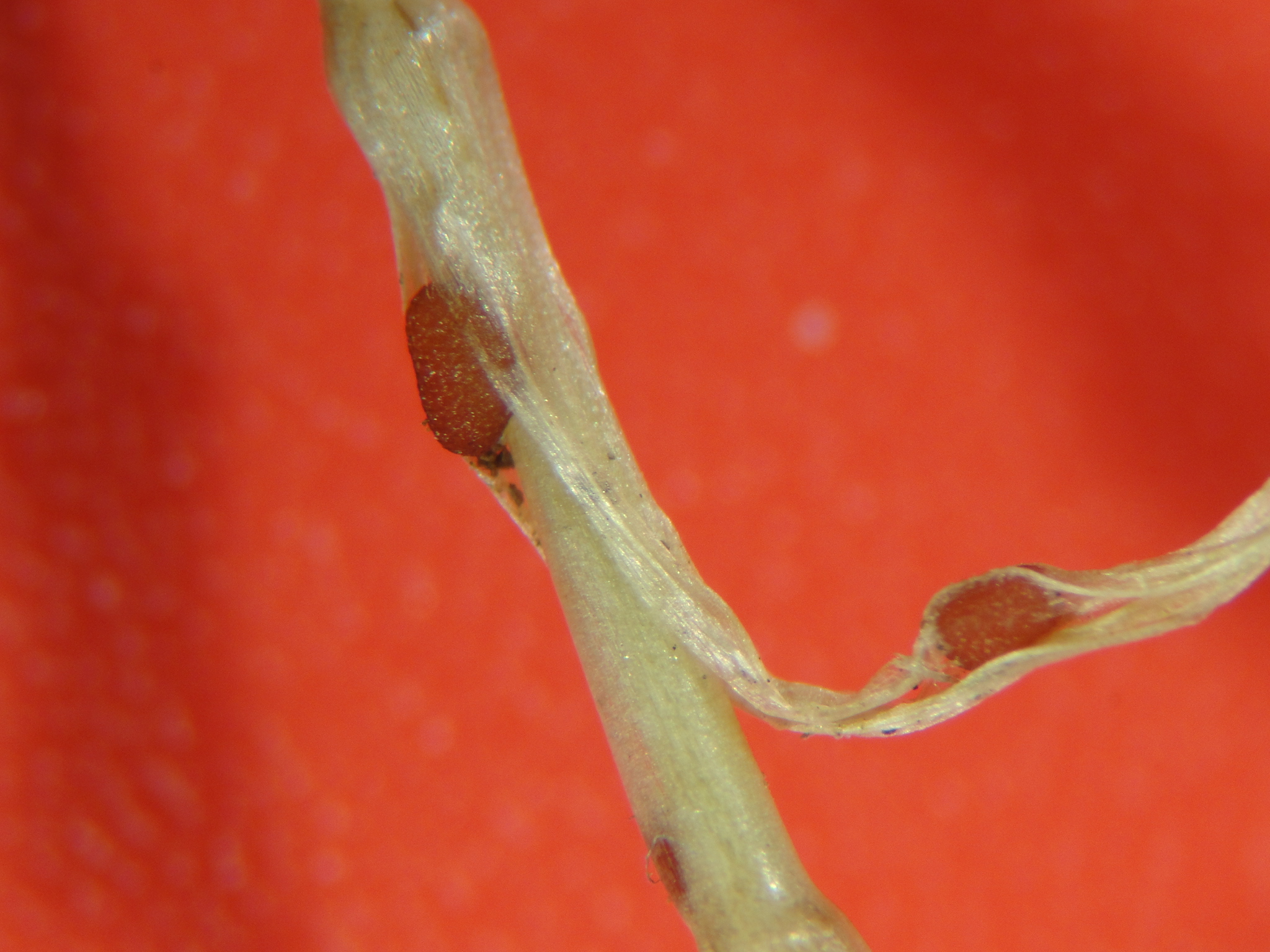 snow mold  of turfgrass with reddish fungal stures on stems and blades