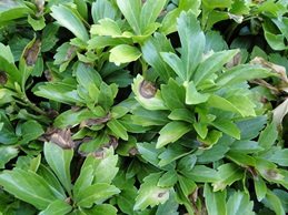 Brown spots on pachysandra leaves infected with Volutella blight