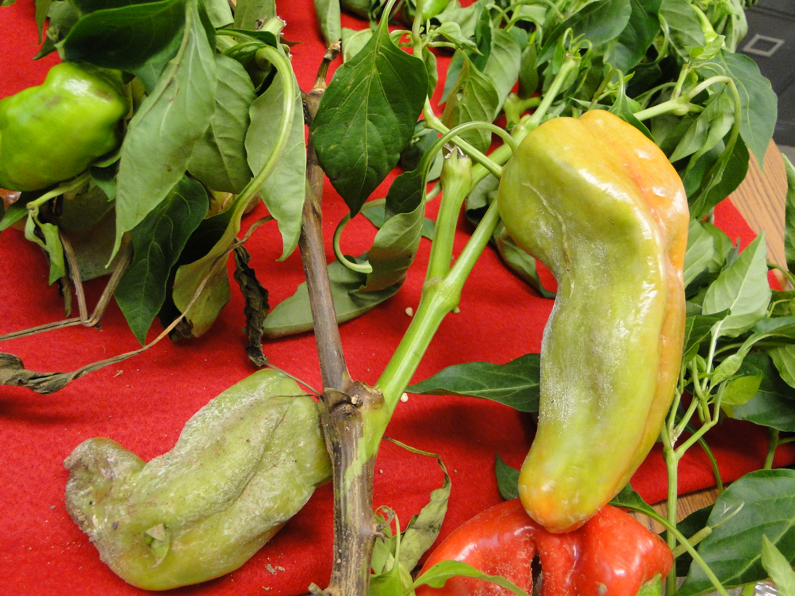 phytophthora blight of pepper wiht fruit rot and black cankers on stems