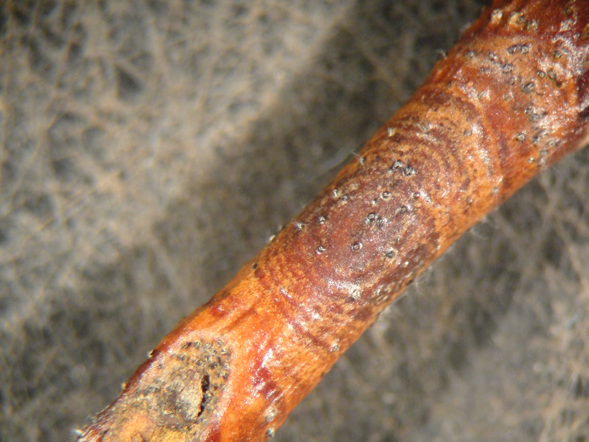 Phomopsis canker on a blueberry stem
