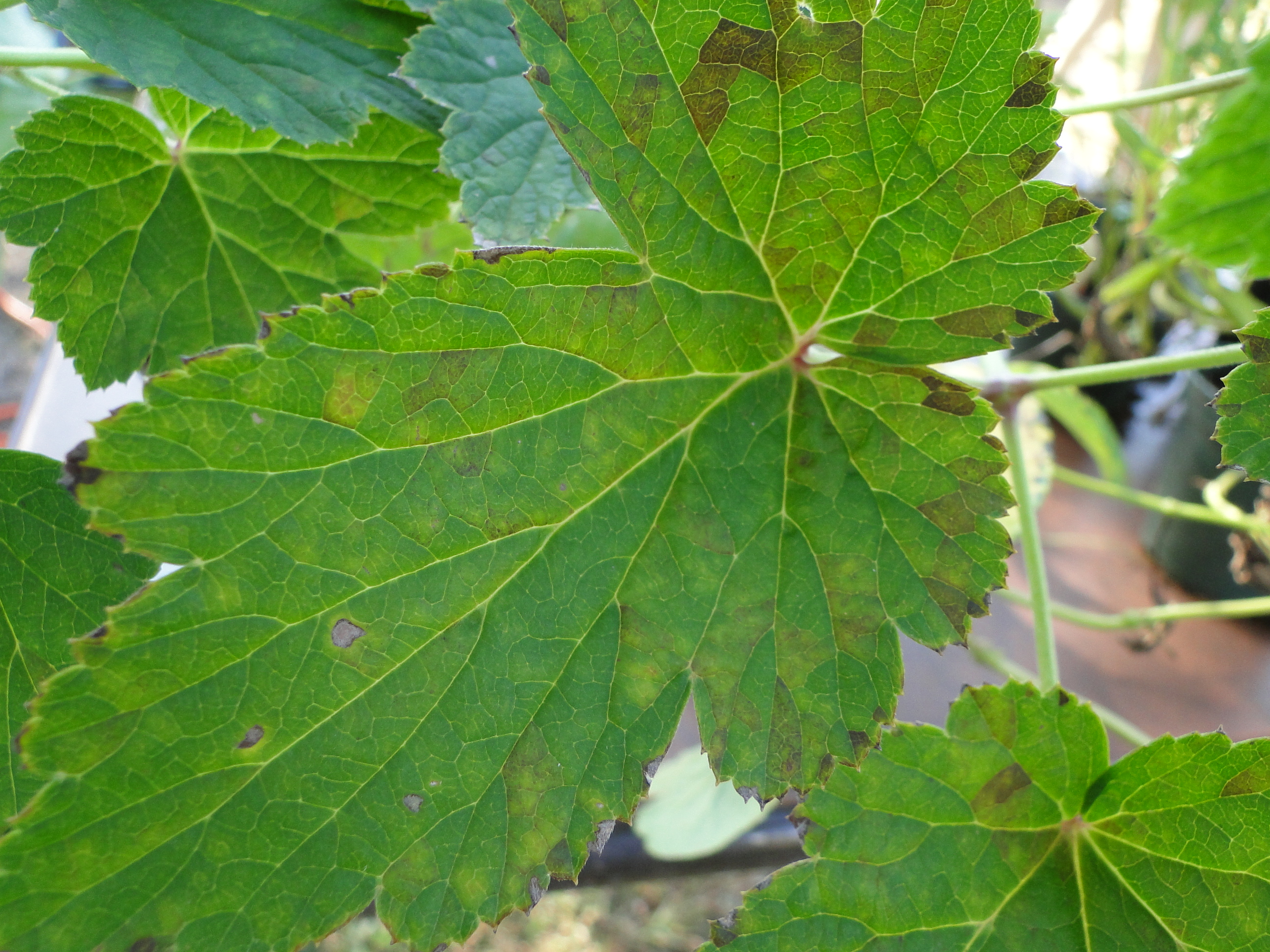 Foliar nematode disease of anemone with angular yellow and brown spots on leaves