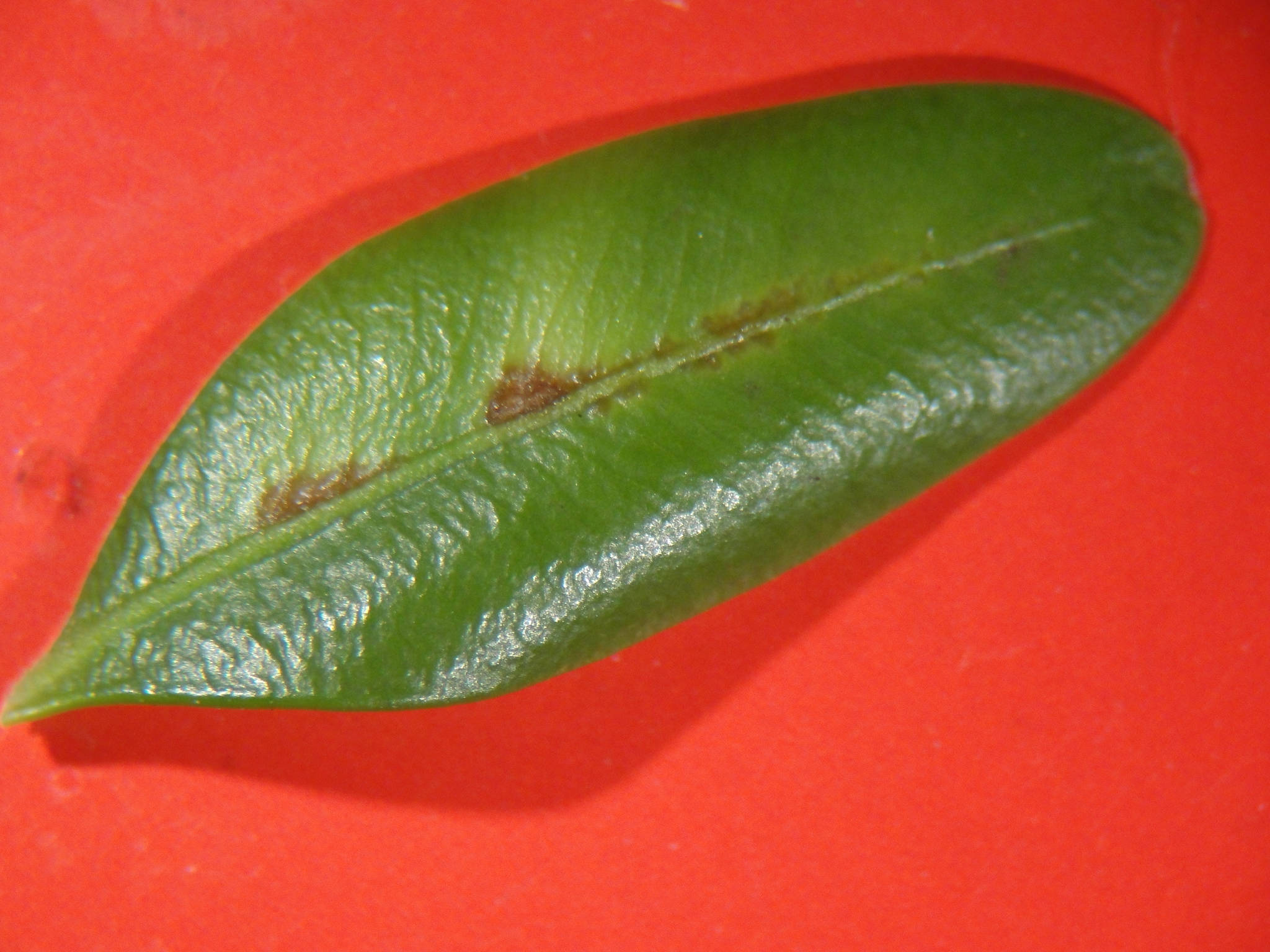 Boxwood edema