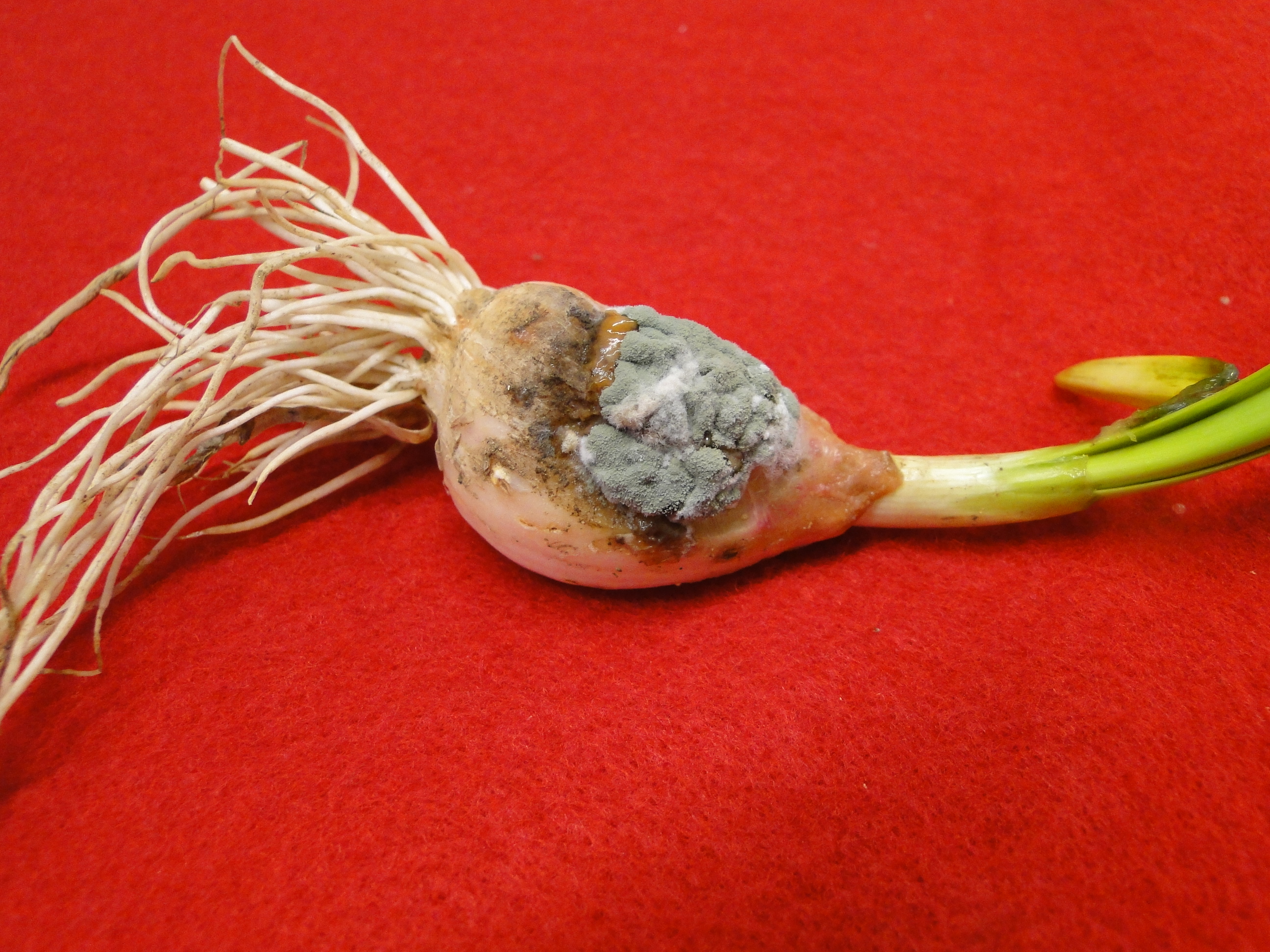 Blue mold on a garlic clove