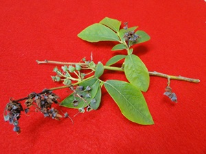 Botrytis blight on a blueberry young shoot