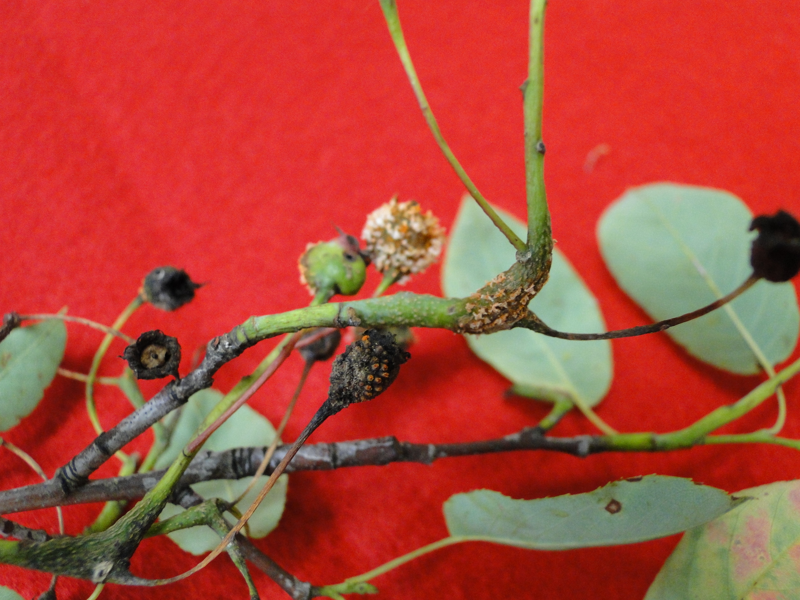 Amelanchier rust