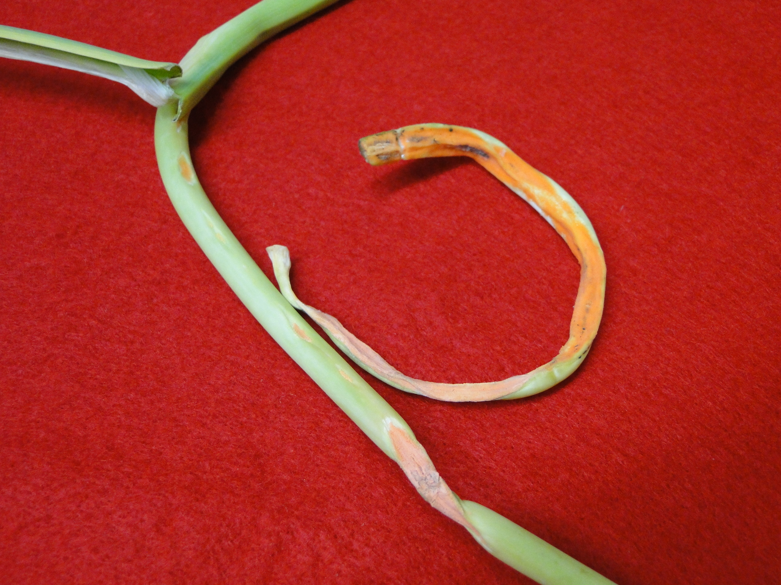 Anthracnose of garlic with elongated lesions and orange sporulation on a scape 
