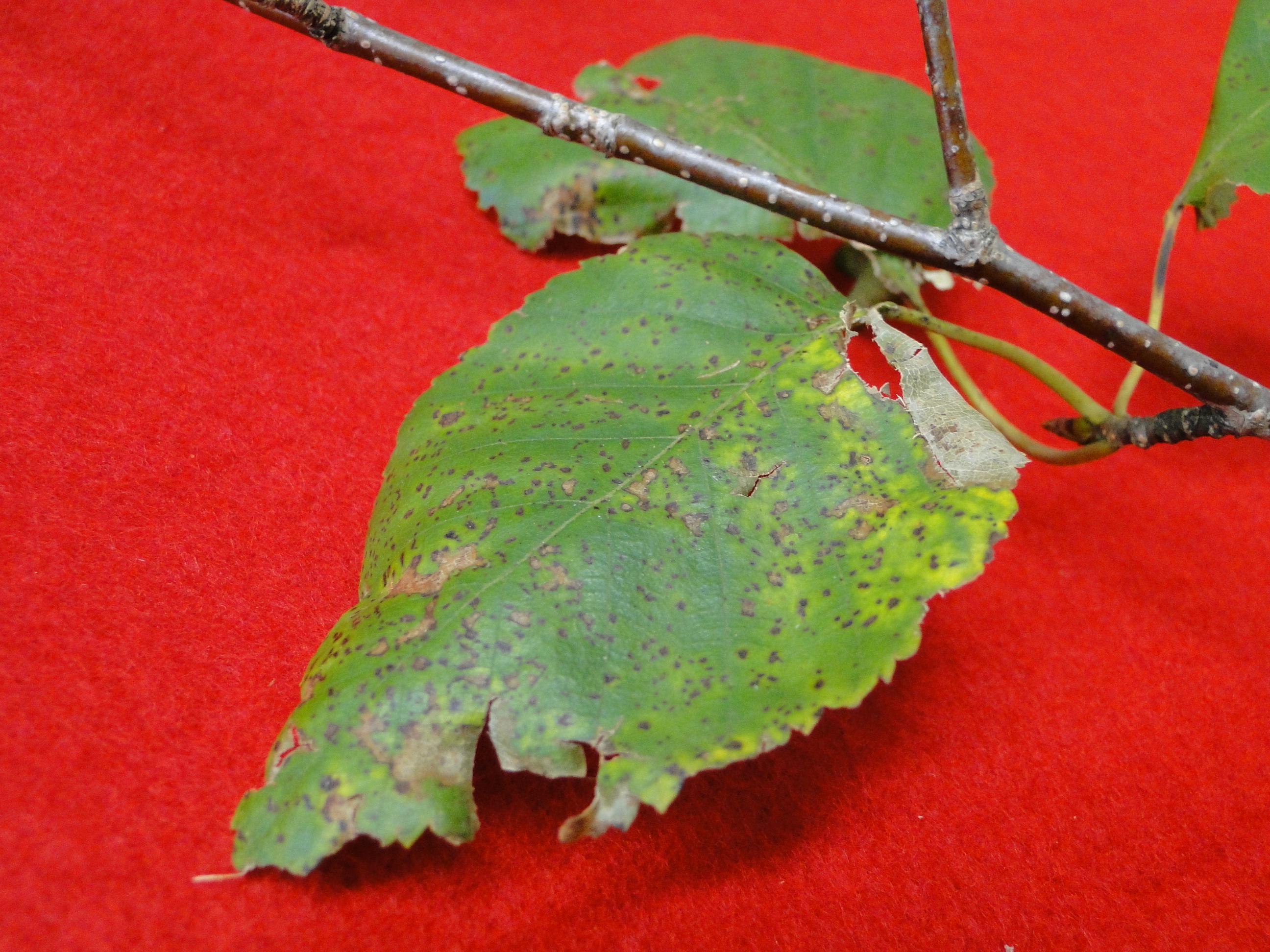Birch fungal leaf spot