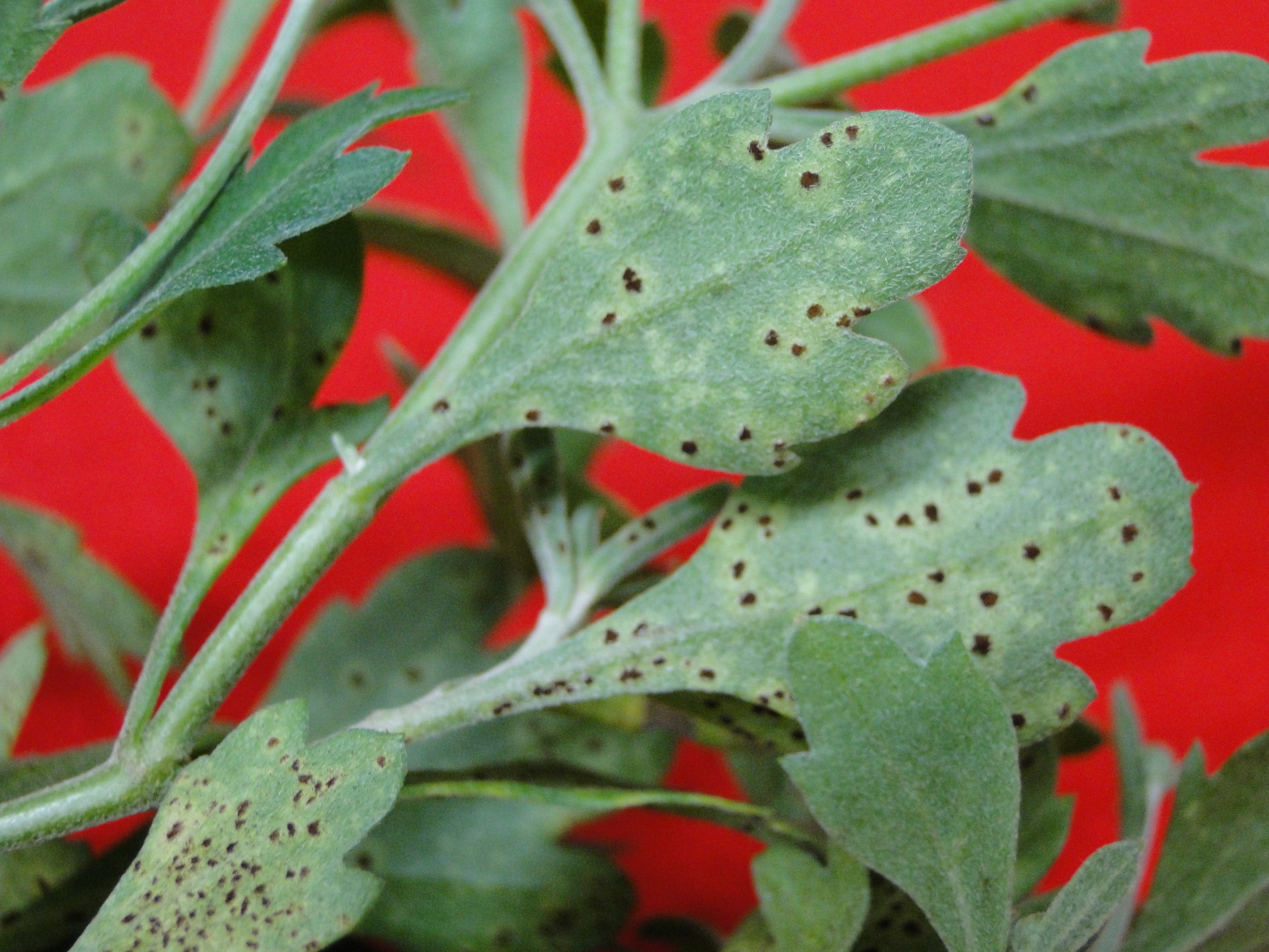 Brown fust of chrysanthermum with small yellow spots and brown pustules