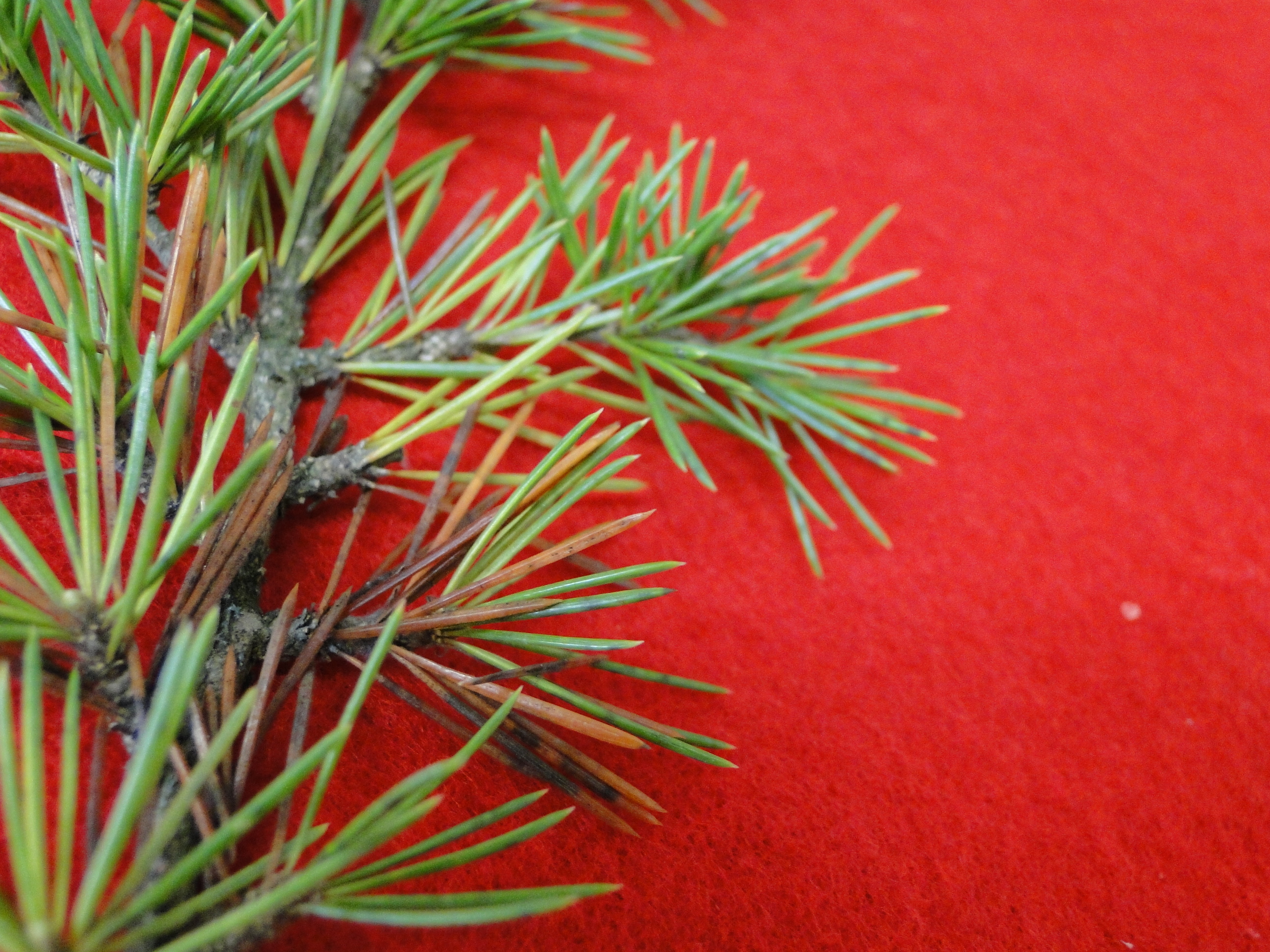 Rhizosphaera needle cast on blue Atlas cedar