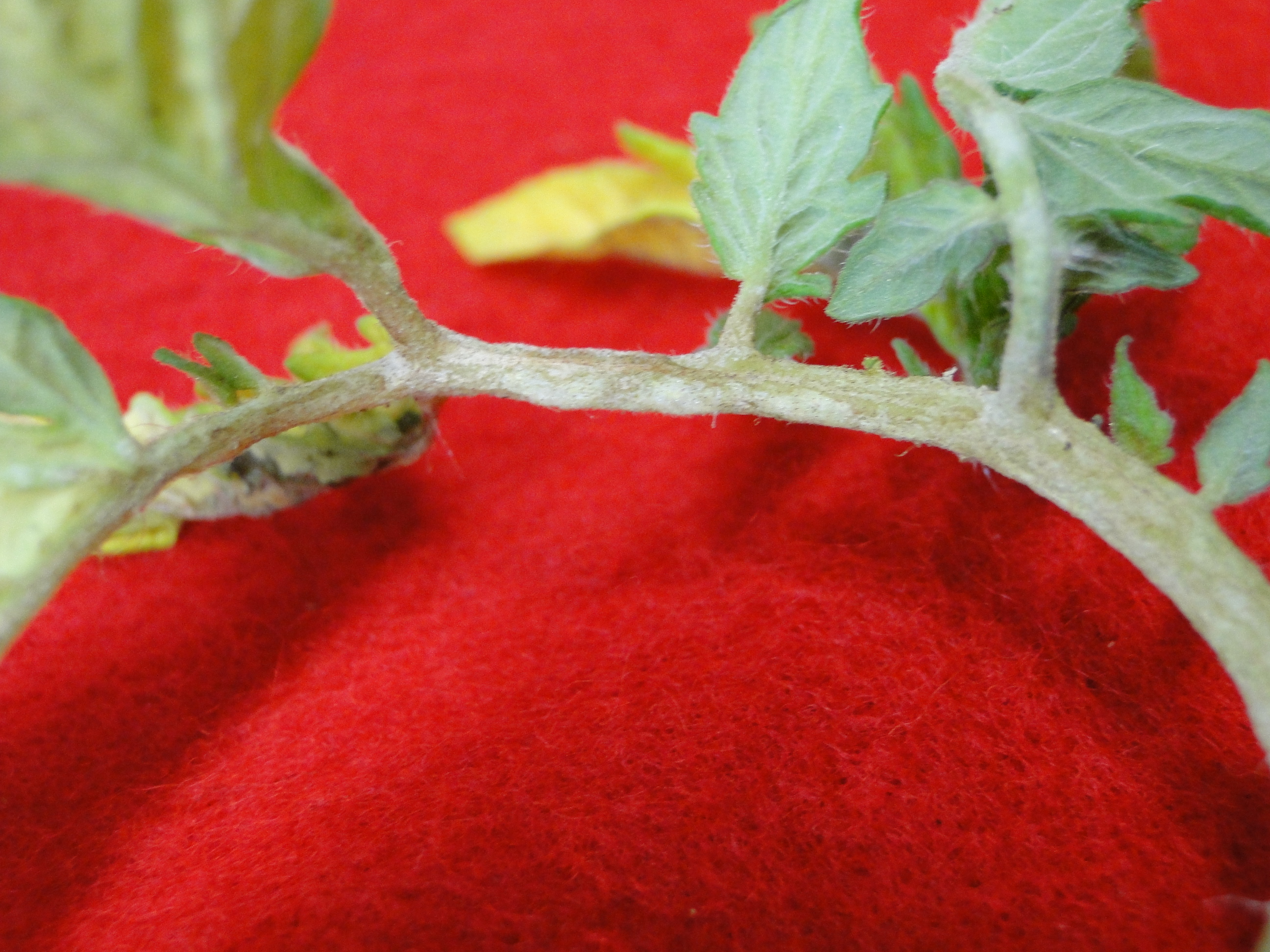 edema on tomato stem