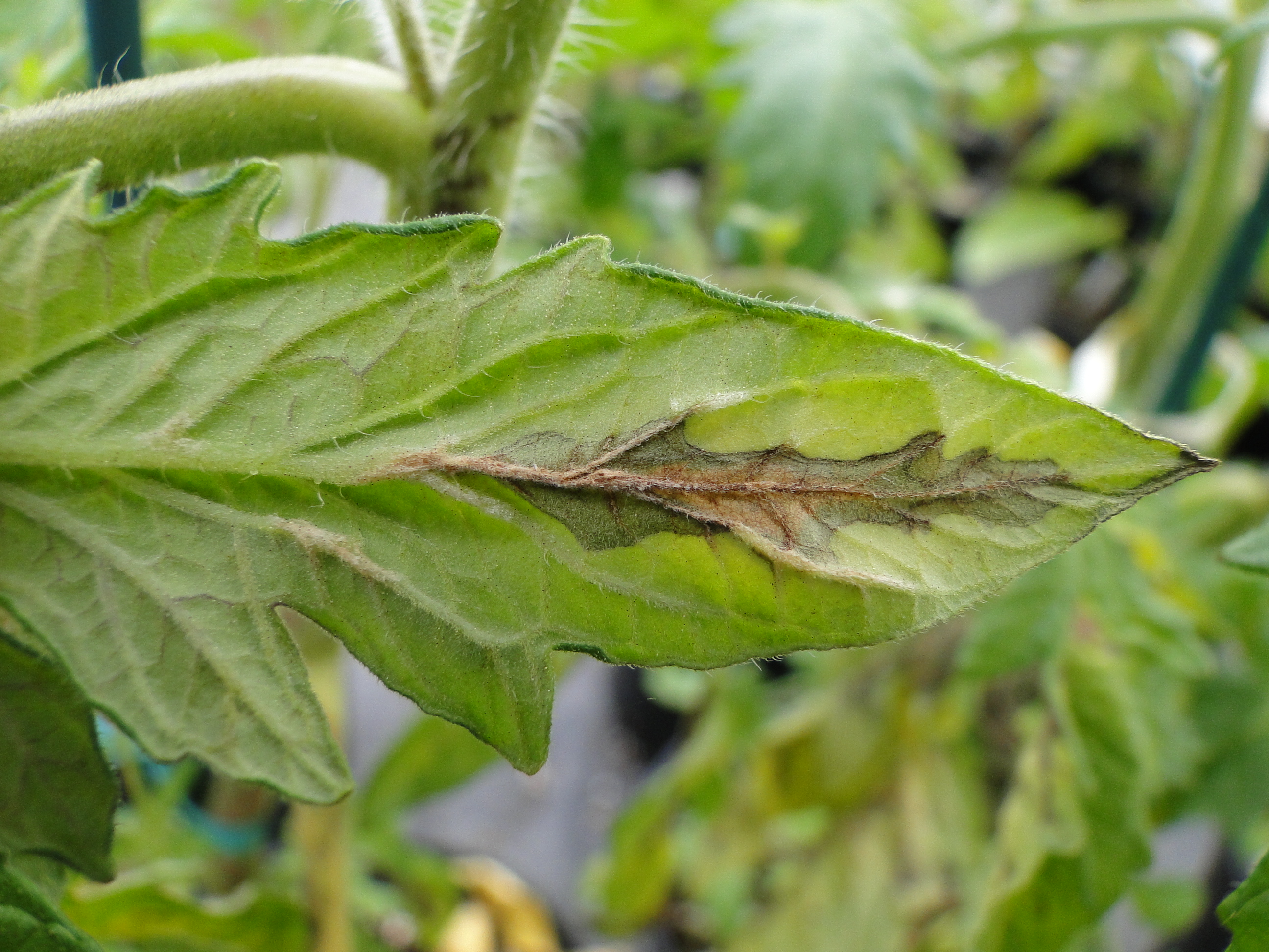 Edema on a tomato leaf with brown necrosis along the main vein