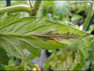 Edema on a tomato leaf with brown necrosis along the main vein