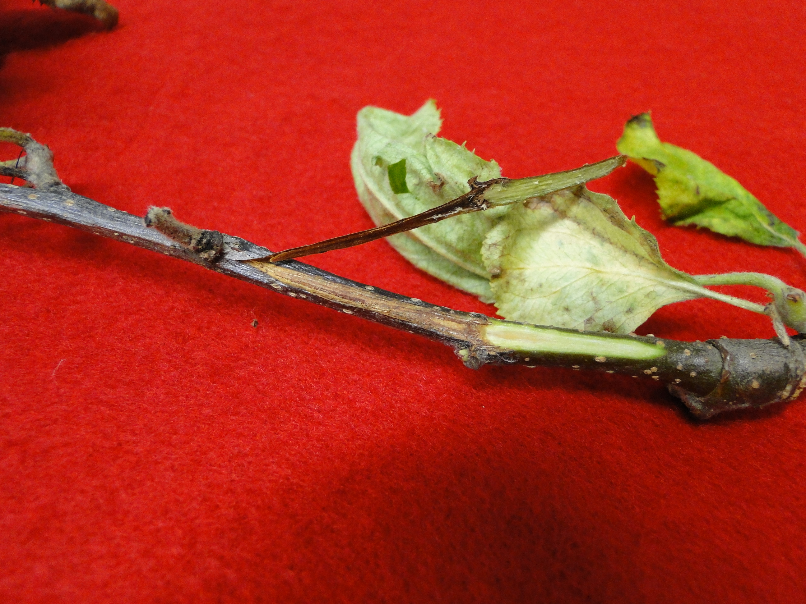 Apple fire blight
