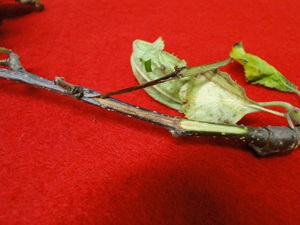 Fire blight on an apple stems with brown dead tissues