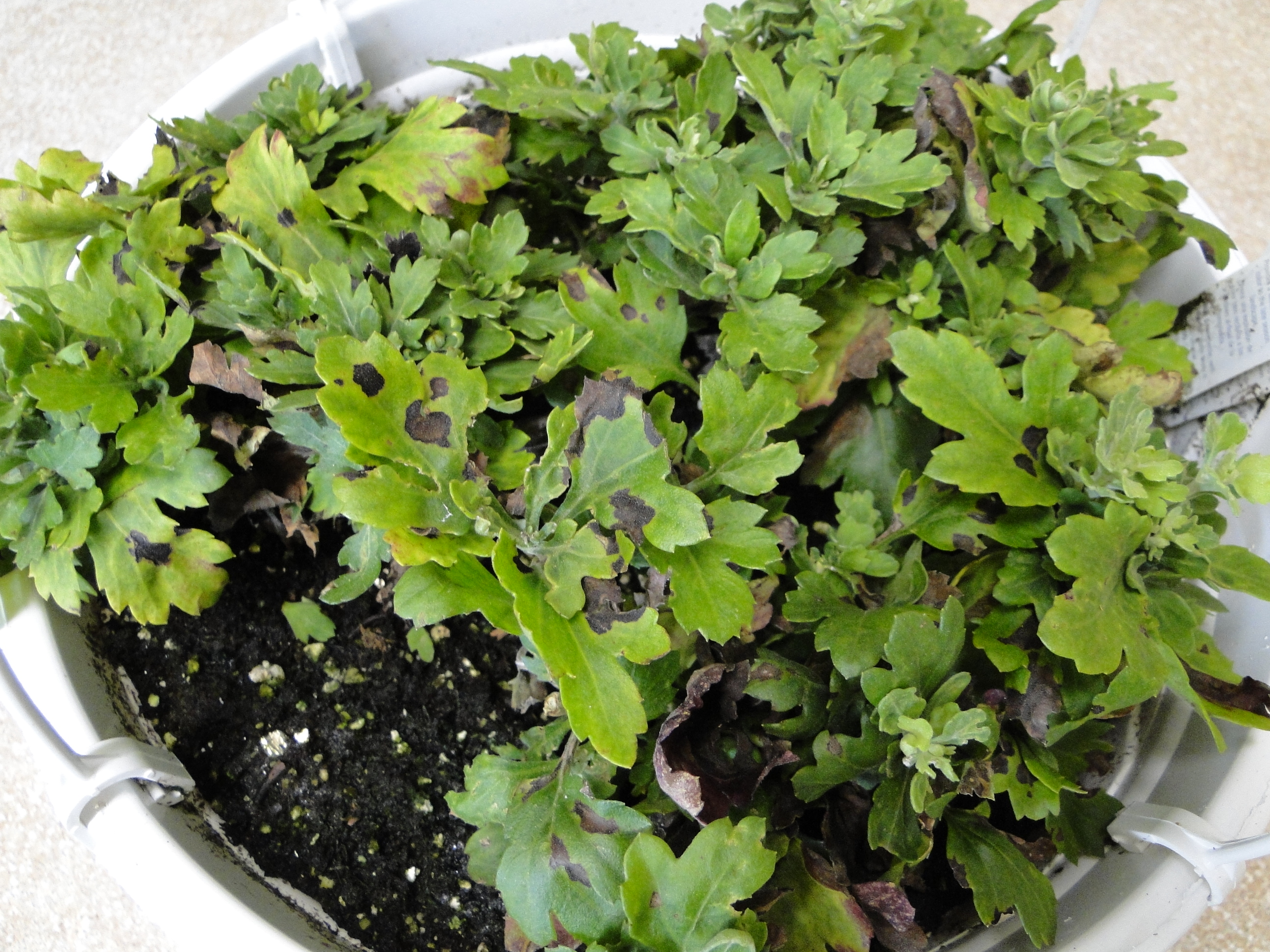 dark brown lesions on chrysanthermum transplants