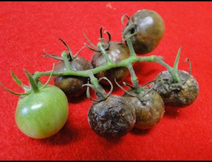 late blight of tomato with fruit rot and white mold on the surface