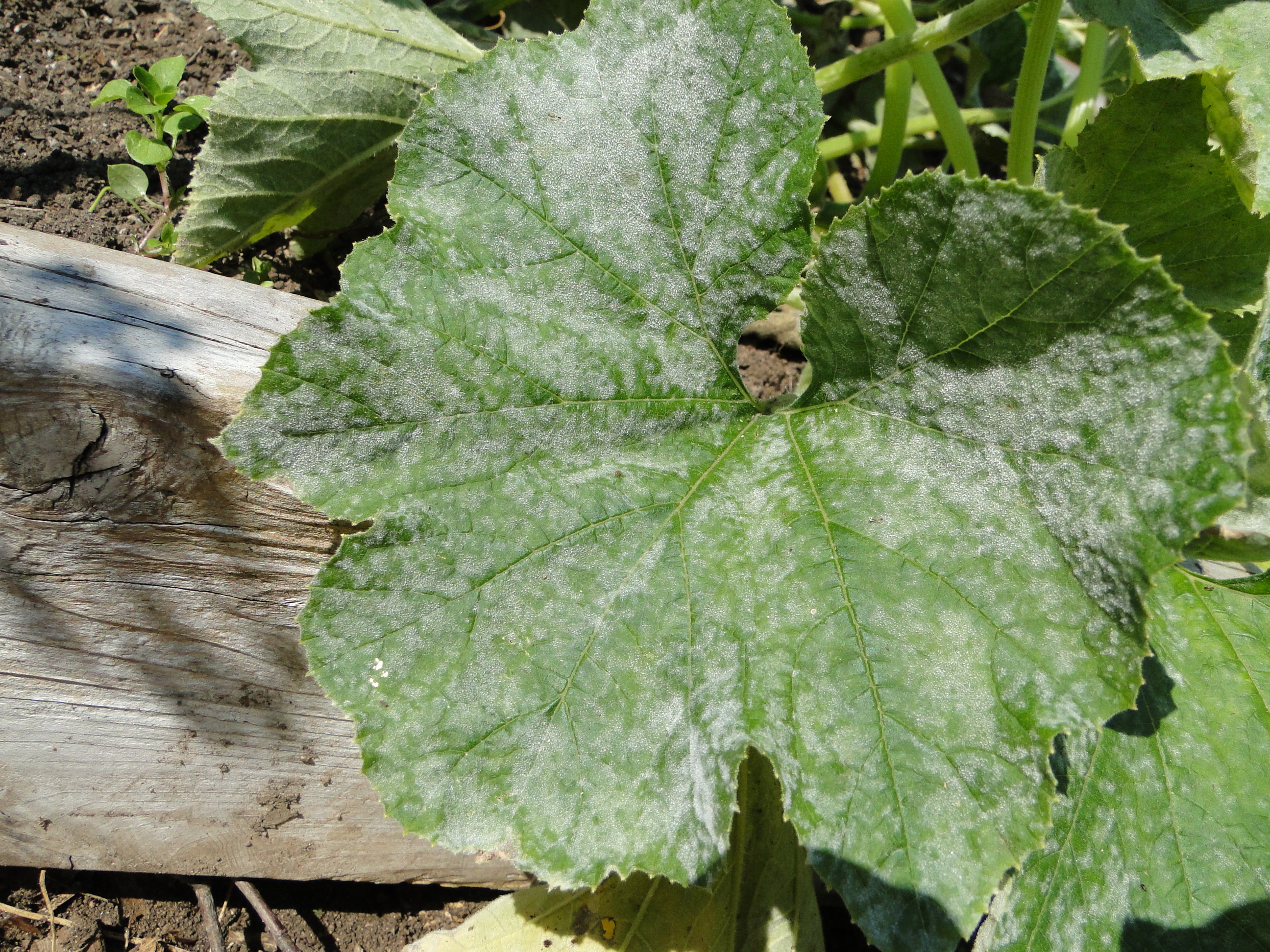 Powdery midew of cucurbits