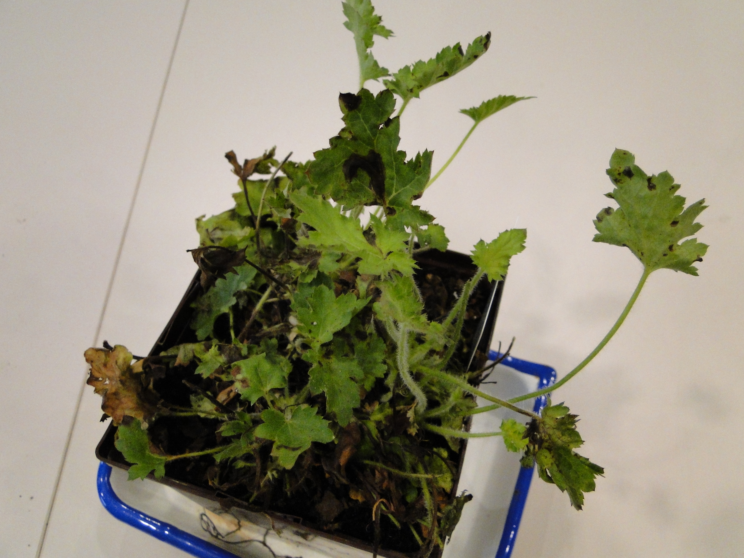 Bacterial leaf spot on heuchera transplants