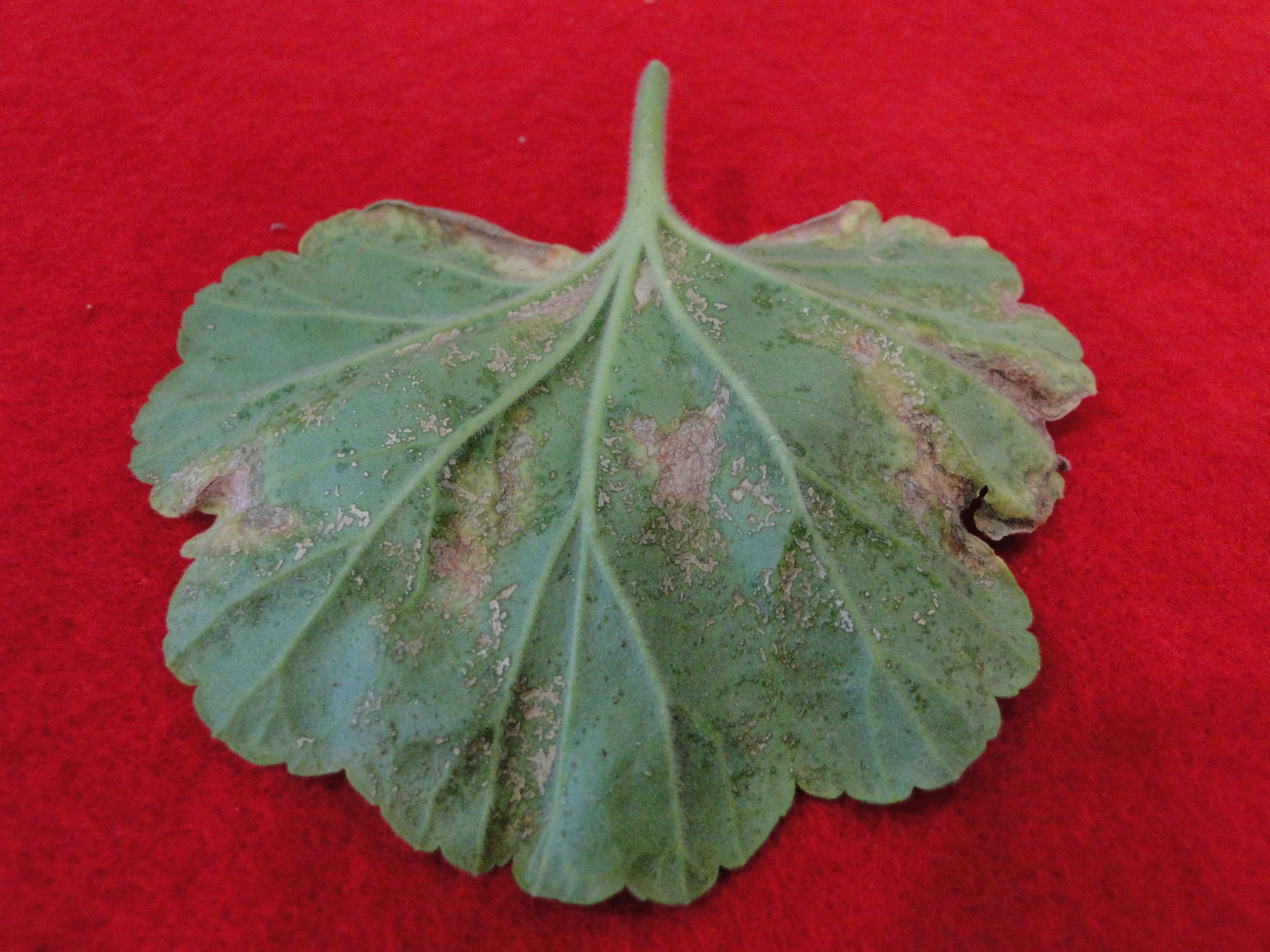 edema on a gernium leaf with water soaking and brown spots