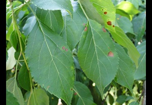 Apple fungal leaf spot