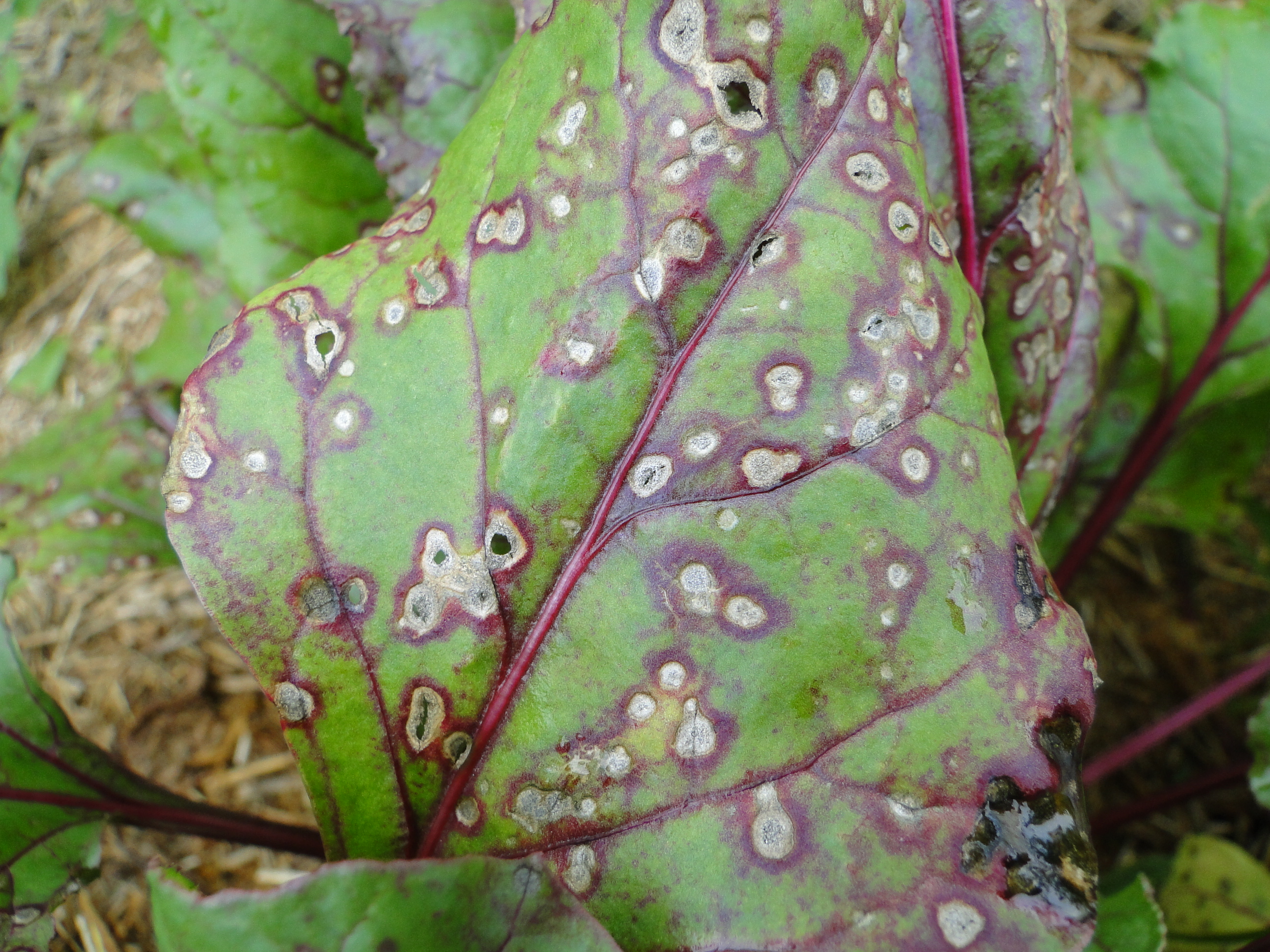 Fungal leaf spot of beet with spots with reddish edges nd gray centers