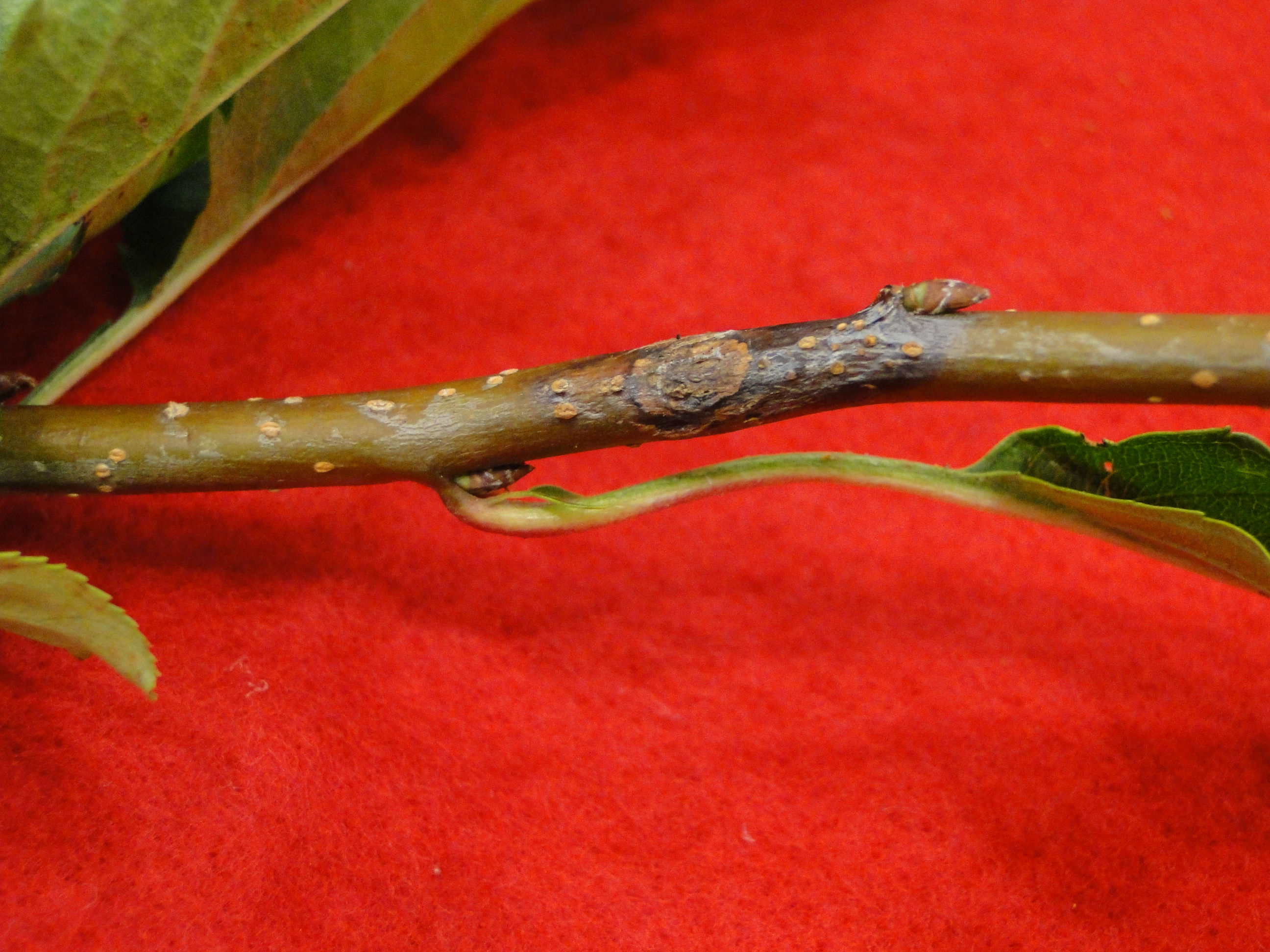 Apple Botryosphaeria canker