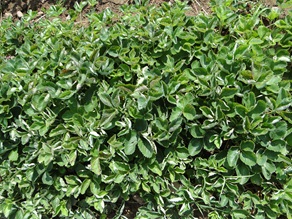 Powdery mildew of strawberry with curling of leaves and white mildew on the lower surface of leaves
