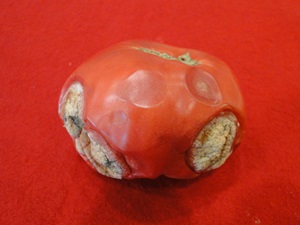 anthracnose of tomato with sunken lesions and fungal growth on a fruit