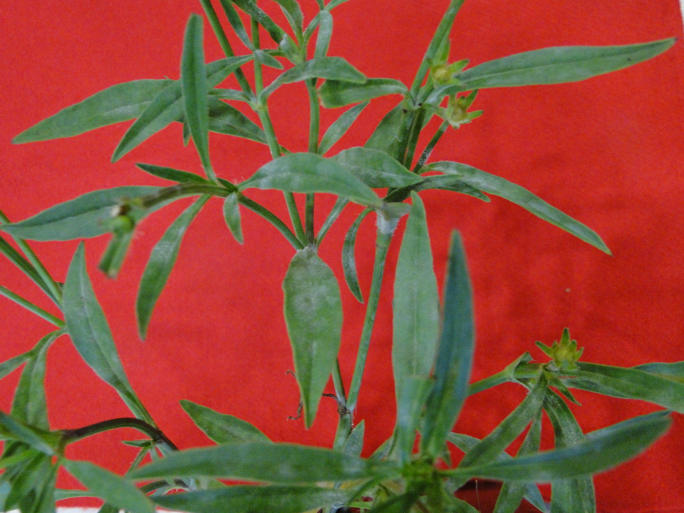 Powdery mildew of coreopsis with white mildew on the upper leaf surface