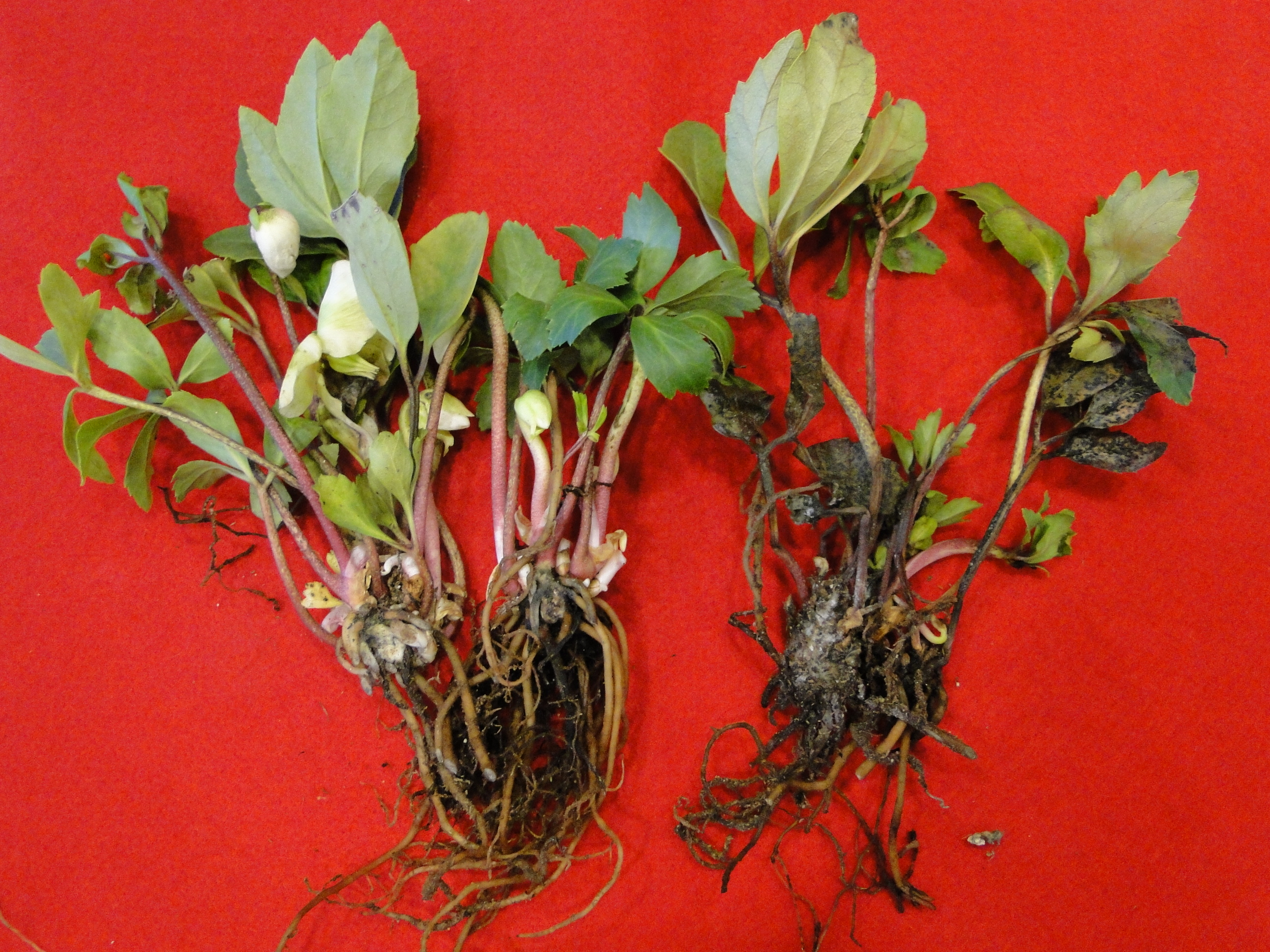 Phytophthora root rot of hellebore